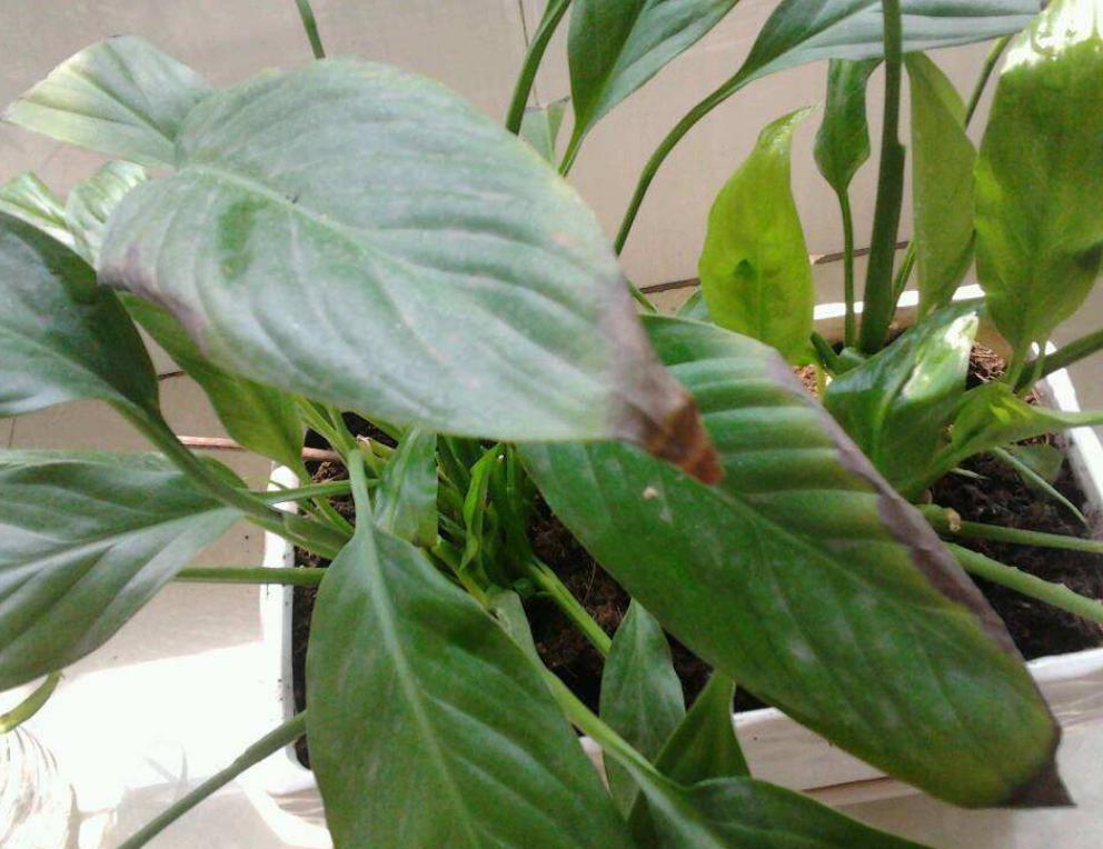 白掌叶子灰蒙蒙的不亮要怎么解决,白掌叶子发黑怎样养白掌才能旺盛