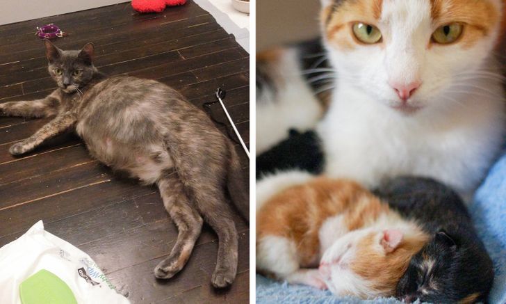 你了解大熊猫哪些知识,大熊猫隔多久能生一次宝宝