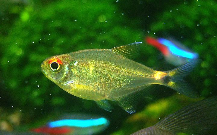 养观赏鱼小知识大全,养观赏鱼知识大全