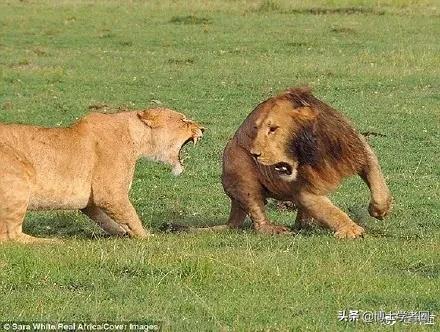 母狮一天发情40次，还追着公狮咬蛋蛋？根本不是这样啊....
