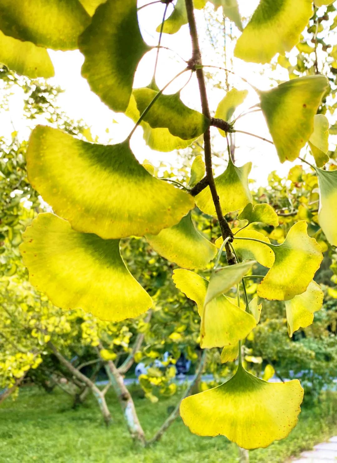 国庆假期必住|分分钟拍出大片的绝美仙气民宿，每家都想睡~记得提前预订哟！
