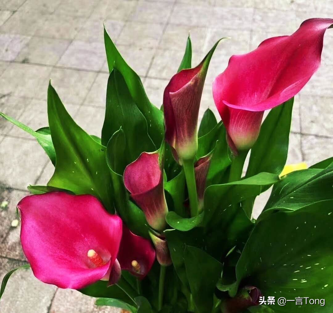 高贵雅致马蹄莲,高贵优雅马蹄莲永生花