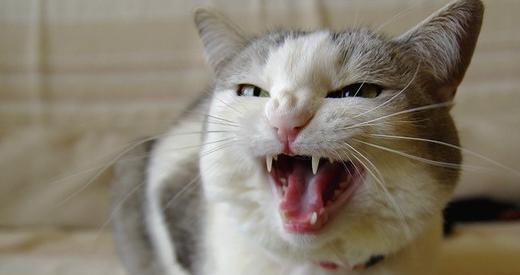 幼猫呕吐是什么原因,幼猫为什么喝羊奶出现呕吐