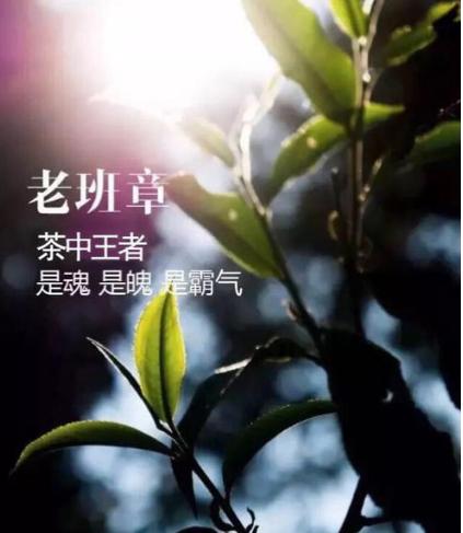 金班章与老班章的口感,怎么辨认真正的老班章什么味道