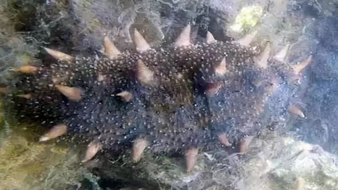 为什么海参是补品,为什么海参吃起来很腥