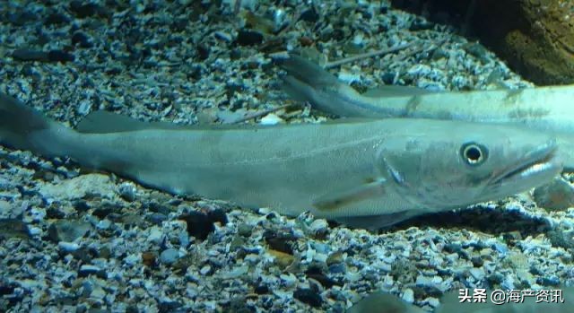 真鳕鱼科普,真鳕银鳕黑鳕鱼