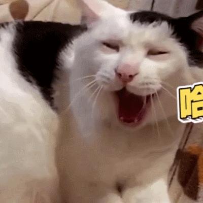 猫咪脱臼复位后好久恢复,猫咪下巴脱臼了可以治愈吗