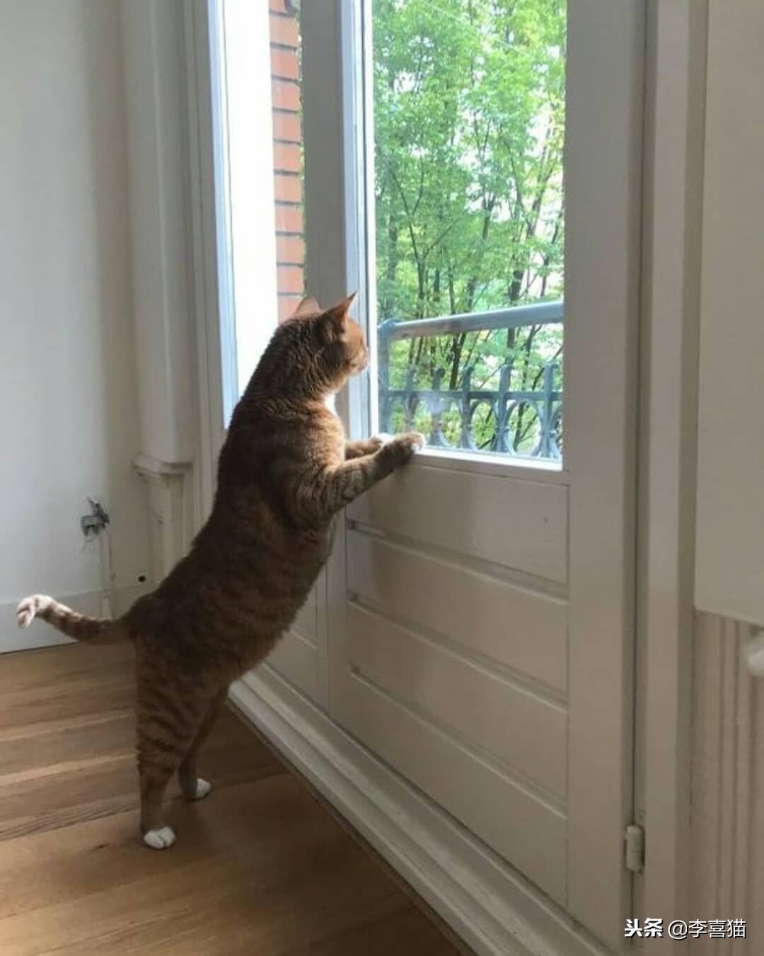 怎么让猫咪学会习惯穿衣,让猫咪在室内快乐生活的小窍门