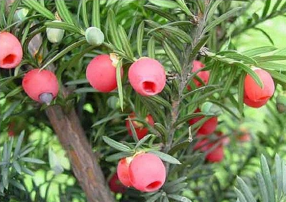 为何小孩那么抗拒穿衣服,小孩很抗拒穿衣服怎么回事