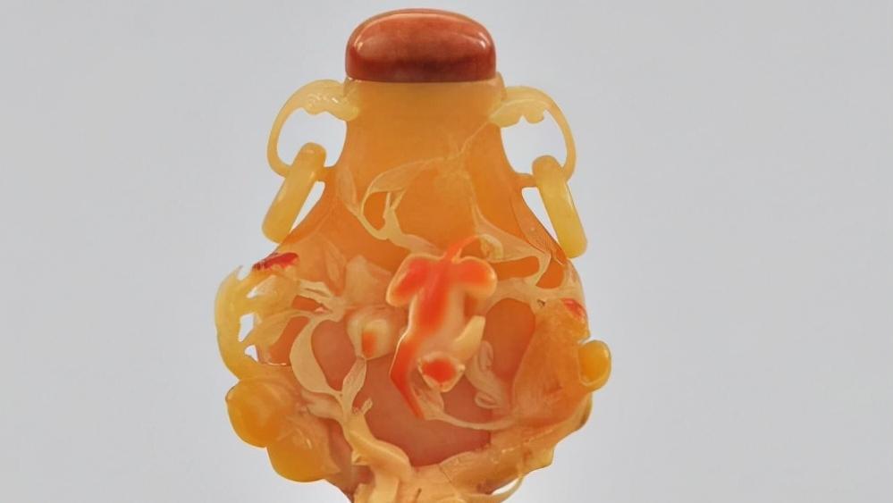 头骨最值钱鸟,头骨很珍贵的鸟