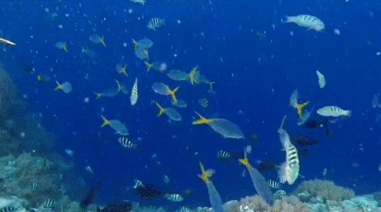 帕劳蓝洞潜水美人鱼,蓝色大海里的帕劳