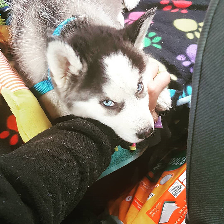 狗嚎叫怎么训练,狗乱叫咬人训练