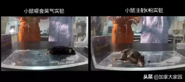 中国女留学生吸“笑气”成瘾：一年花十几万，瘫痪，坐轮椅回国！