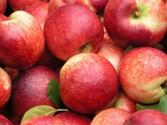 福建桃子品种大全,北方优良品种桃子介绍