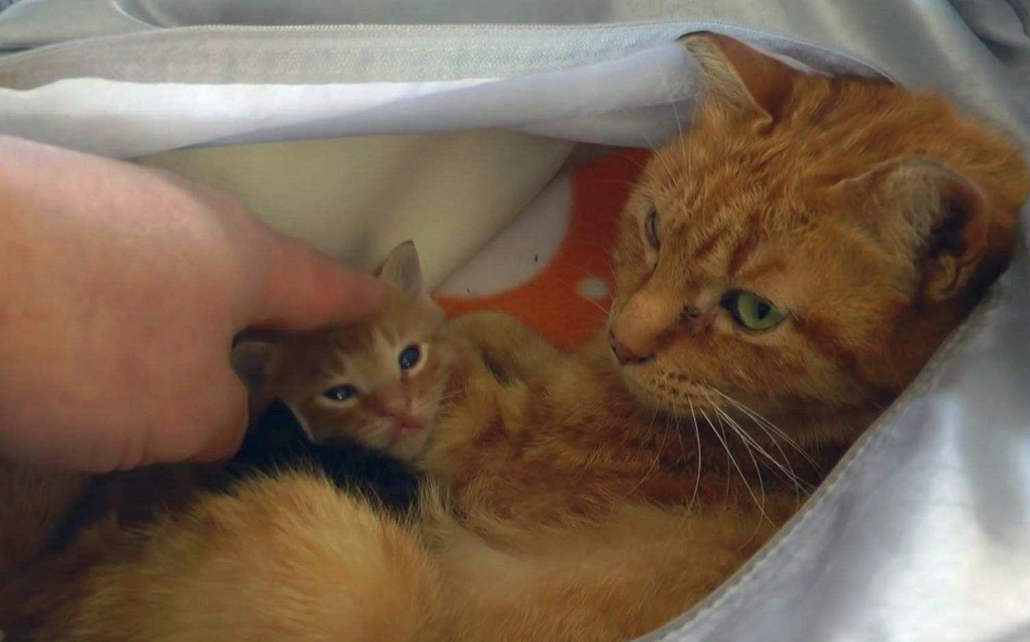 宠物猫懂事,为什么猫总是被收养