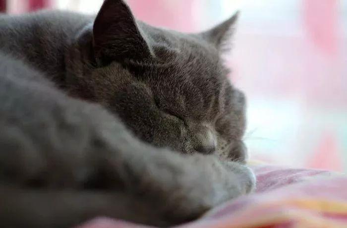 养猫心理学研究,心理学为什么忽然想养猫