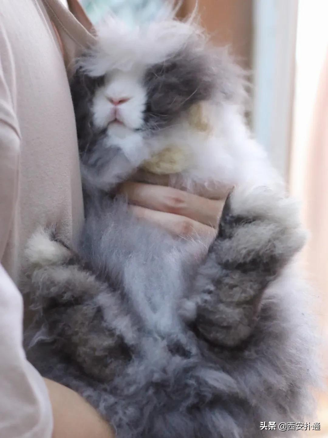 西安撸兔店,西安撸兔体验馆团购