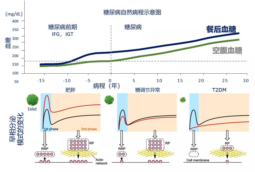 基础胰岛素治疗方案,母义明讲胰岛素抵抗的视频