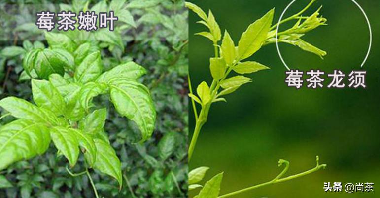 龙须茶大名叫什么茶好听,龙须茶是什么茶种