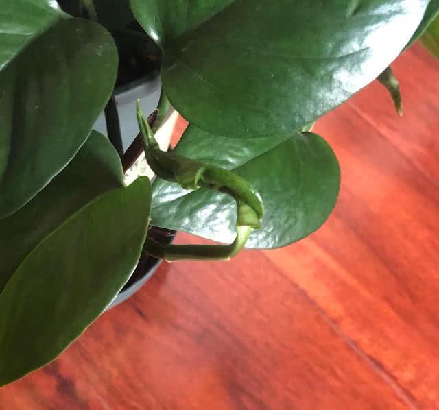 绿萝新叶卷曲焦黑,绿萝嫩叶卷曲是什么原因