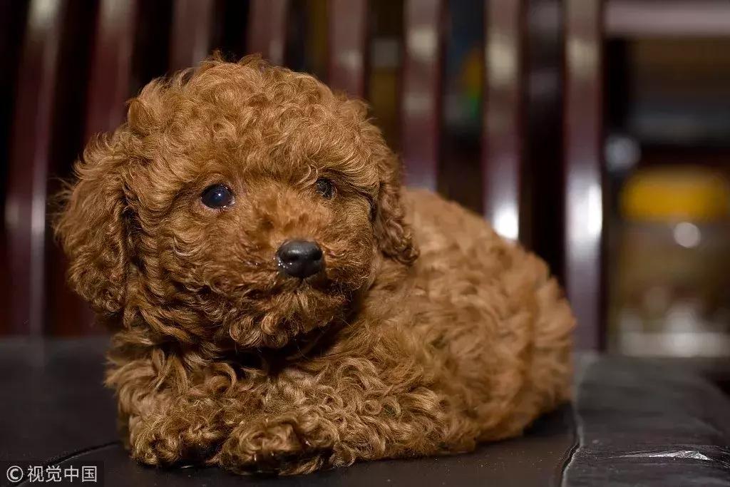 赔了20万！狗狗只是起身走了两步，老人摔成9级伤残！网友炸锅…