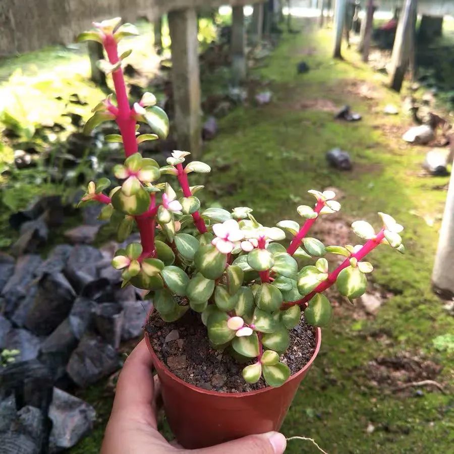 家里一定要养一盆金枝玉叶,大盆养金枝玉叶