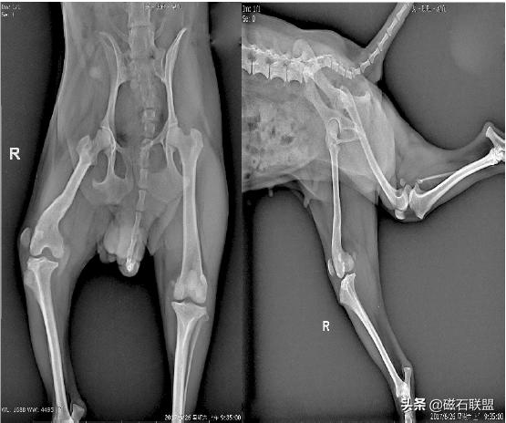 泰迪犬后腿一瘸一拐的怎么回事,泰迪犬性格缺陷