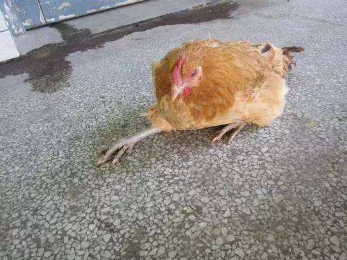 鸡病毒性关节炎的症状及治疗,鸡病毒性关节炎的症状和治疗方法