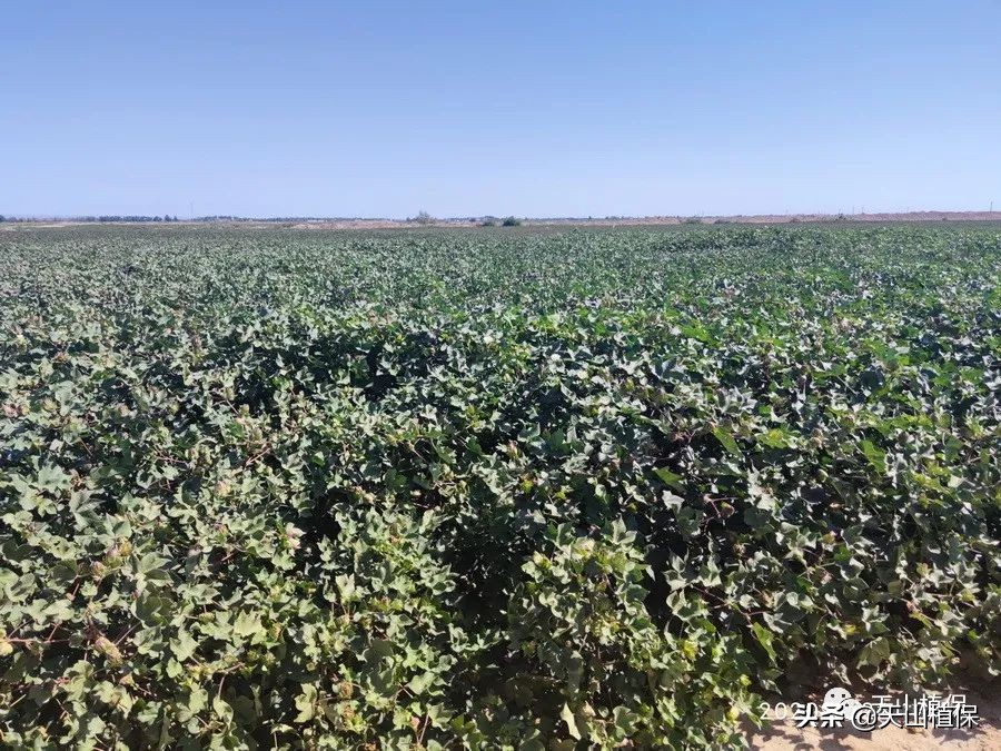 新疆棉花突破性新品种通过国审,新疆棉花产业发展趋势