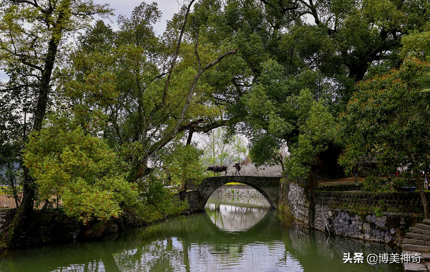都知严田有棵救皇帝的樟王，却不明那七星伴月是何意，一图见真相