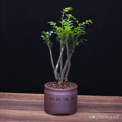 什么树桩盆景好养又好看,最好养的树桩盆景有哪些图片