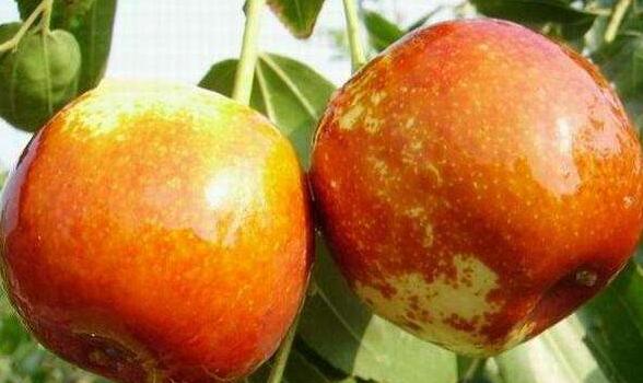 宁夏十大特产带货,宁夏十大特产美食