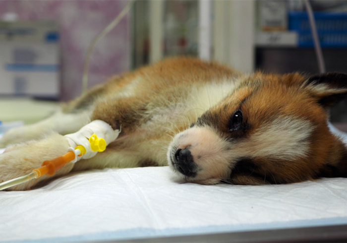 犬蛋白丢失性肠炎是什么引起的,犬蛋白丢失性肠炎