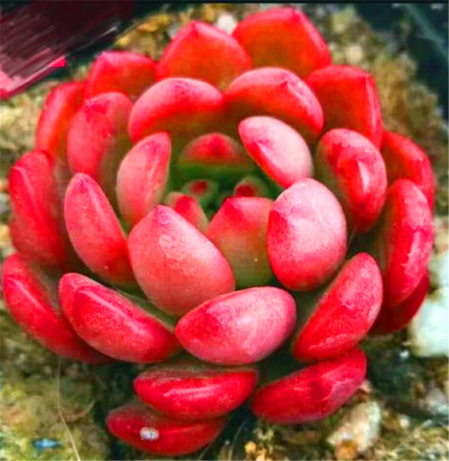 红宝石上色的最佳方法,红宝石怎么增色