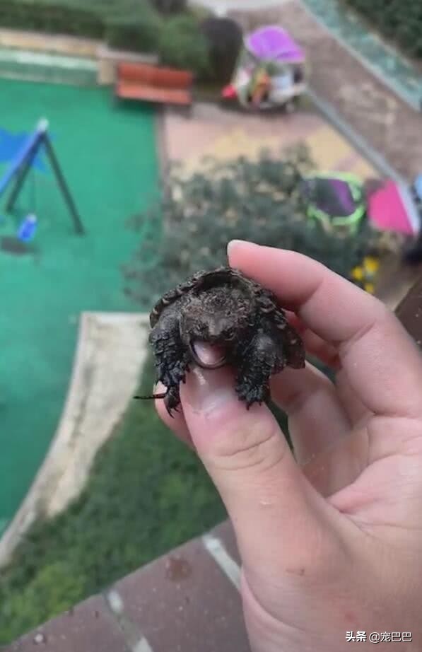 鳄龟一逗它就撅屁股,鳄龟被逗了为什么会翘屁股