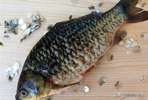 中国人吃鱼吃的鱼到底有多香,中国人太能吃了