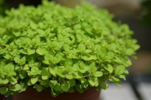 西餐香草大全及用途视频,好吃的西餐料理有哪些