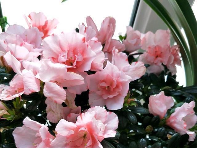 刚种的杜鹃叶子枯萎,养了几年的杜鹃突然枯萎了