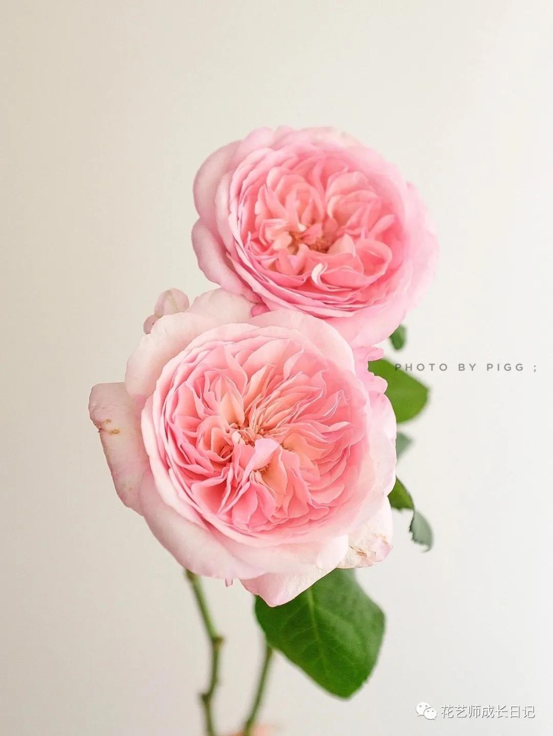 五号香水玫瑰花,100朵粉色玫瑰