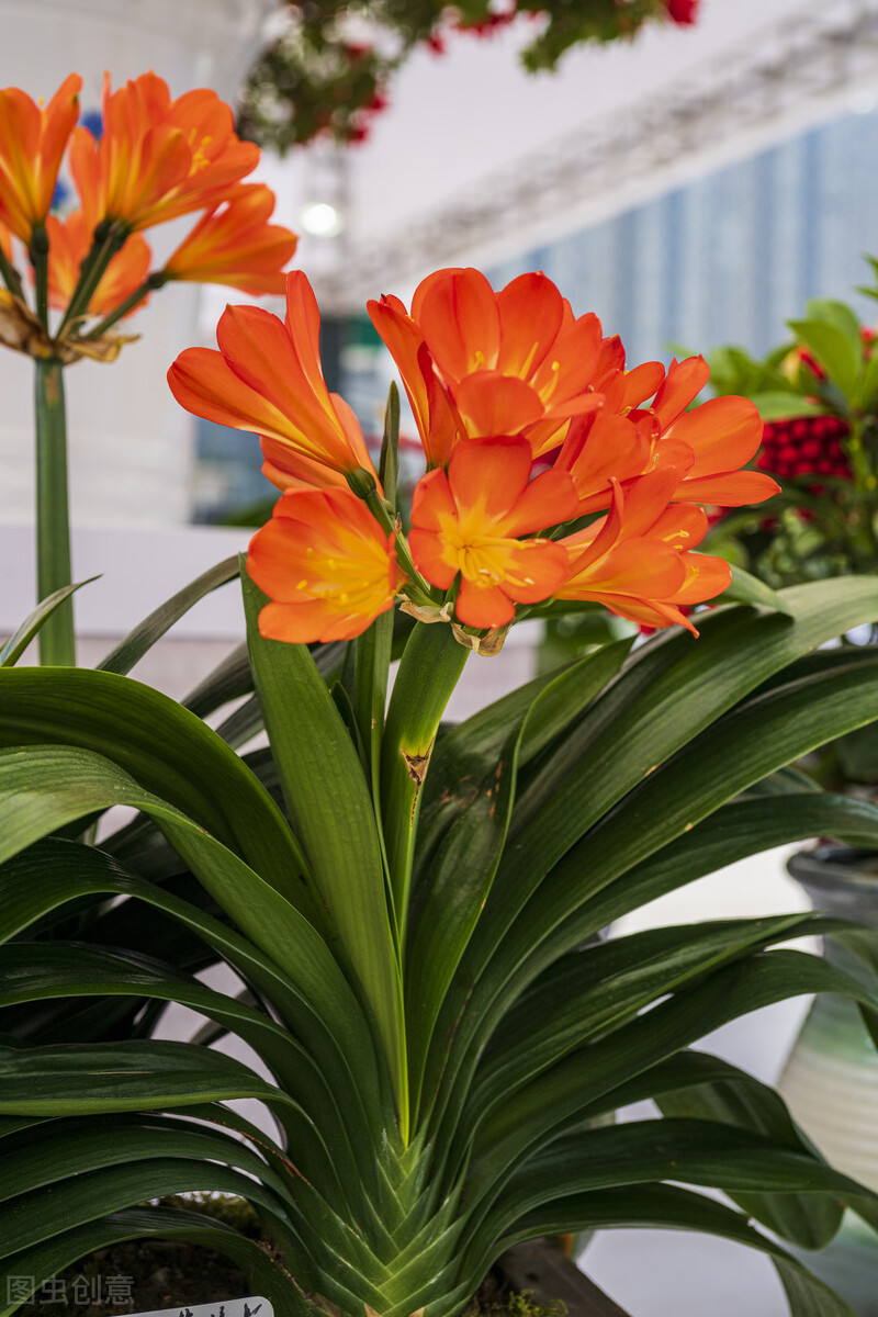 养君子兰掌握几个小技巧,大基座的君子兰是跟品种有关系吗