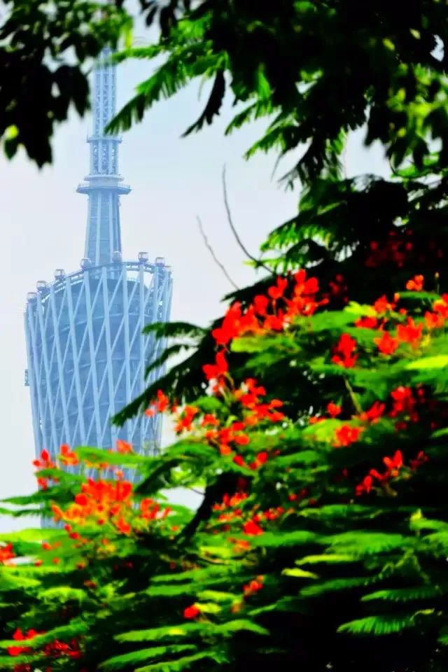 毕业季的凤凰花和栀子花,毕业季凤凰花开的时候