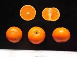 柑橘新优优缺点,设施柑橘新品种优缺点