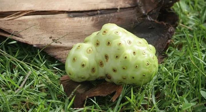 诺丽果真有那么神奇吗,诺丽真的有那么神奇吗