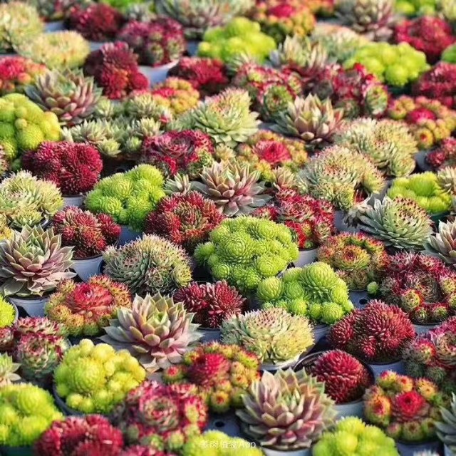 长生草观音莲怎么长侧芽,长生草多肉用什么土壤