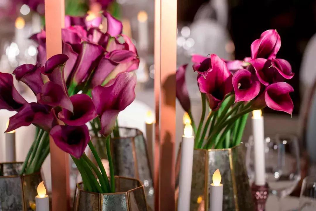 马蹄莲插花怎么养时间长,马蹄莲鲜花养护