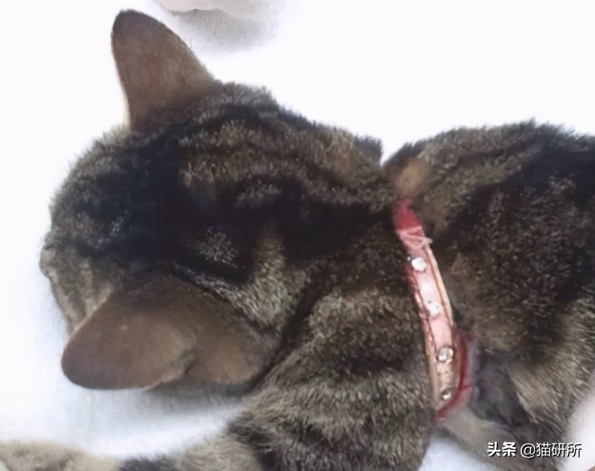 猫咪项圈对人有没有危害,猫咪项圈对猫咪有危害吗
