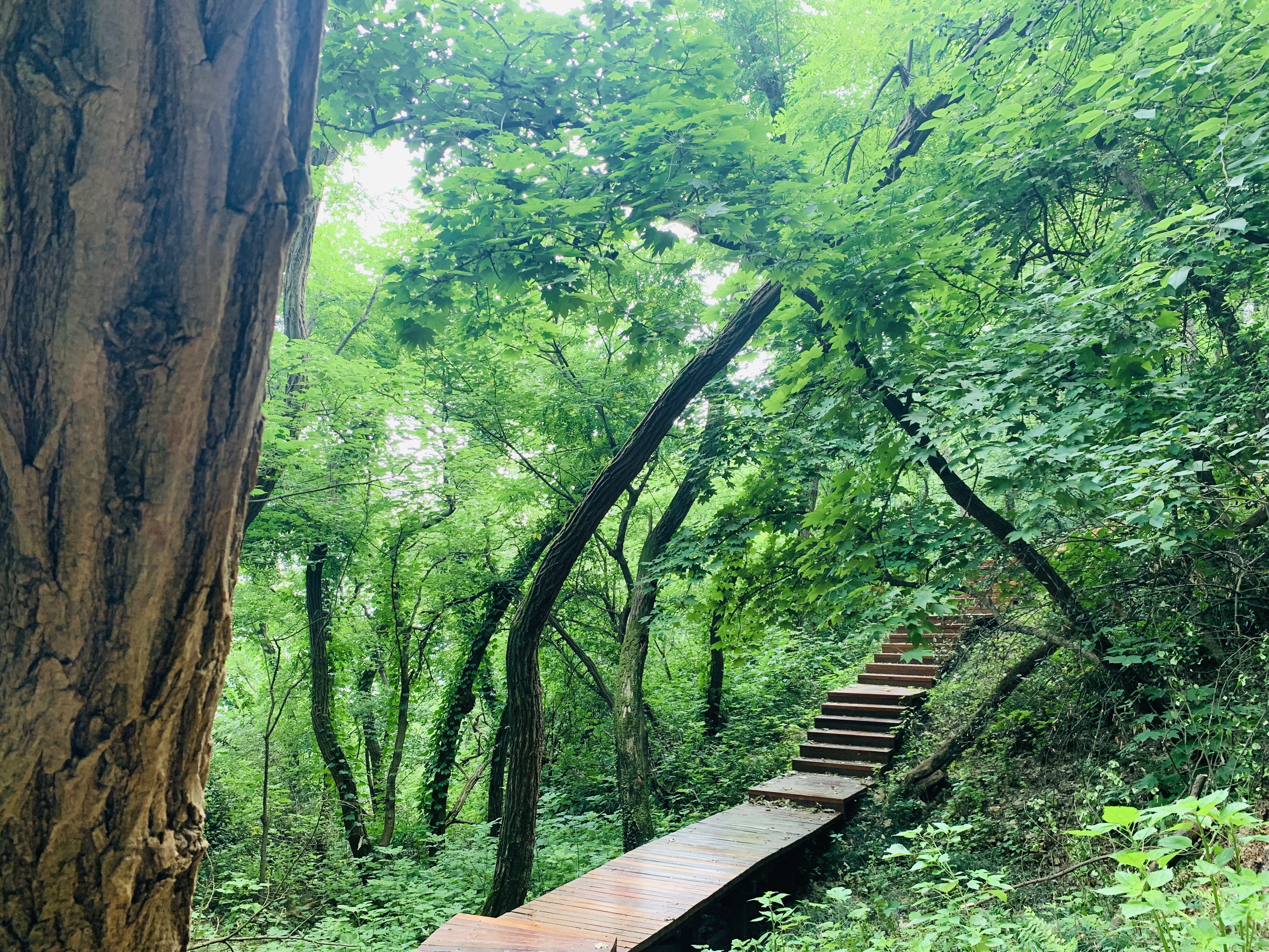 爱运动的朋友看过来的视频,南京步道