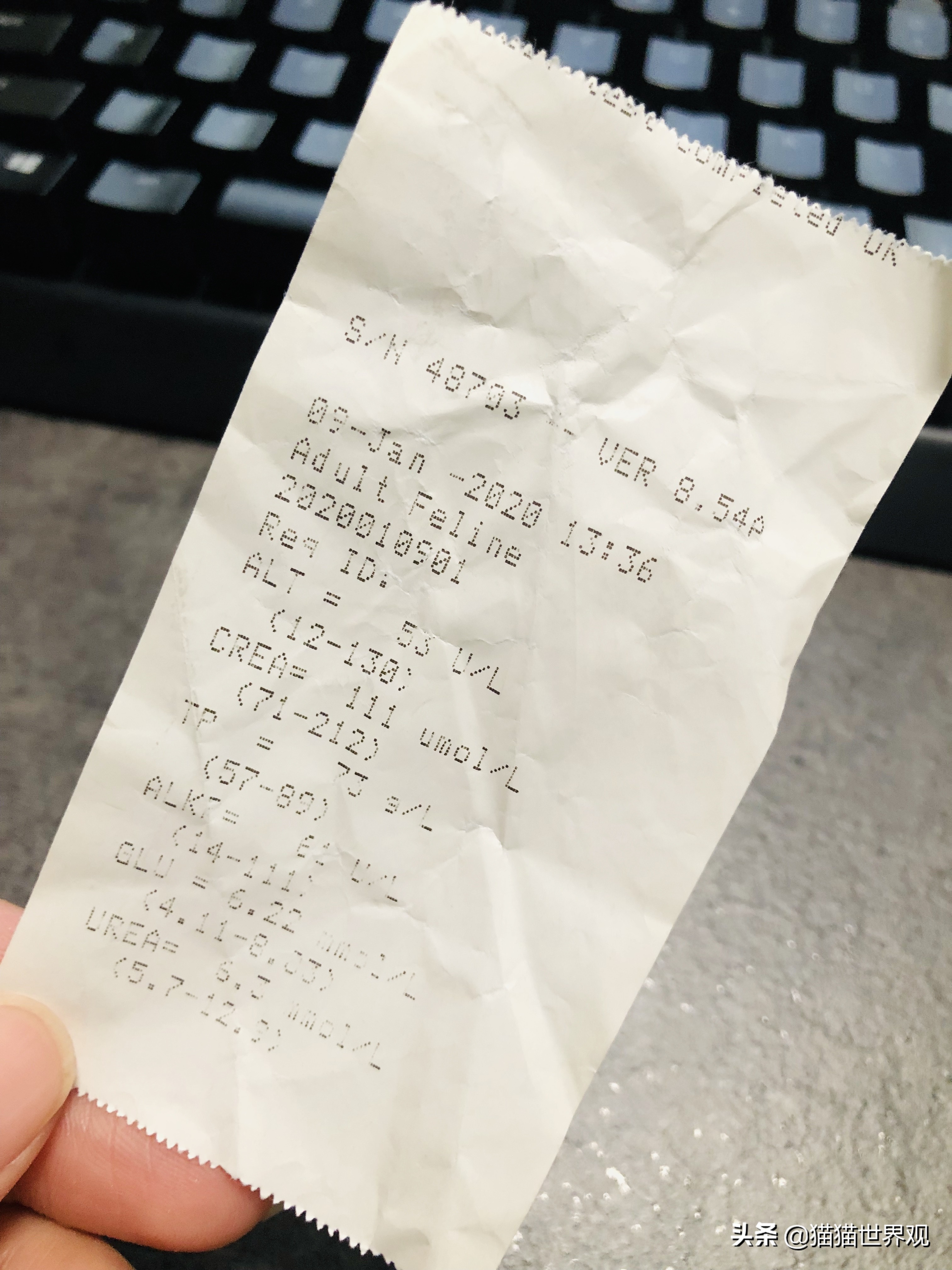 猫咪绝育手术后该如何护理才正确,猫咪绝育手术全过程母猫