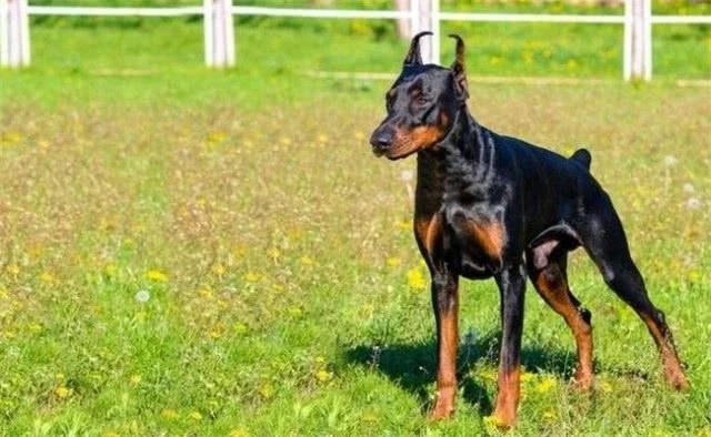 护卫犬罗威纳可以在城市饲养吗,适合城市饲养的护卫犬颜值在线