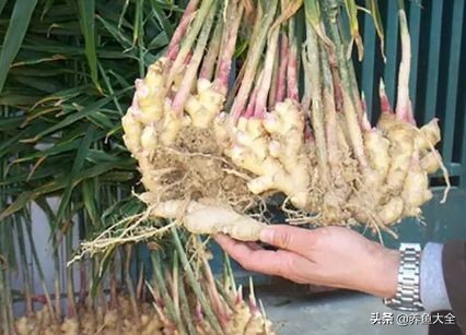 生姜盆栽的最佳时间,盆栽生姜的全过程